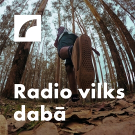 Radio vilks dabā